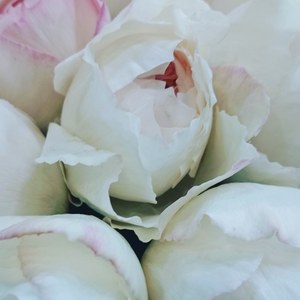 イブクレール・バラ専門ショップ・バラ花束・東京の画像