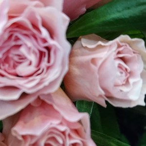 シェリル・バラ専門ショップ・バラ花束・東京の画像