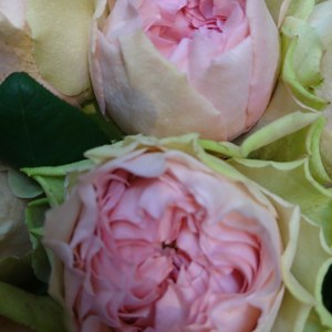 マロンフォレスト・バラ専門ショップ・バラ花束・東京の画像